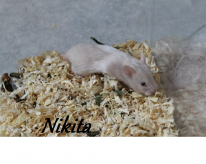  Mun hamsteri